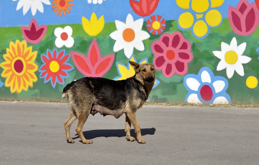 stray dog and painted wall