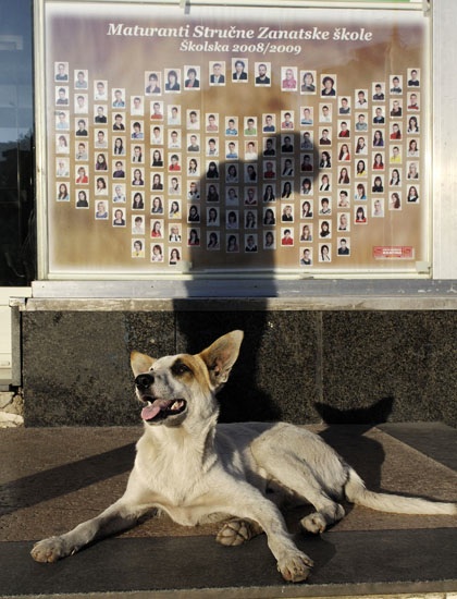 zwerfhond en fotos van afgestudeerden