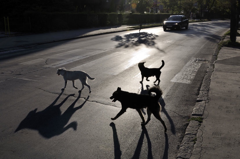 zwerfhonden op zebrapad