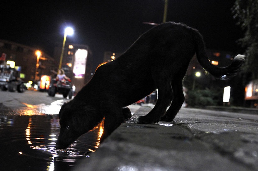 puppy drinkt uit plas