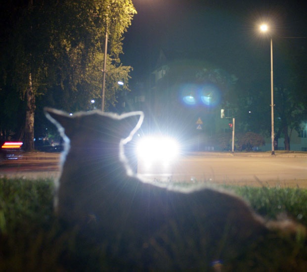 straydog at night