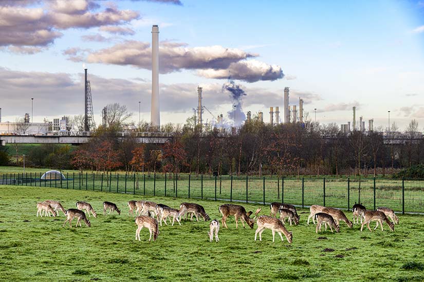 natuur herten en industrie