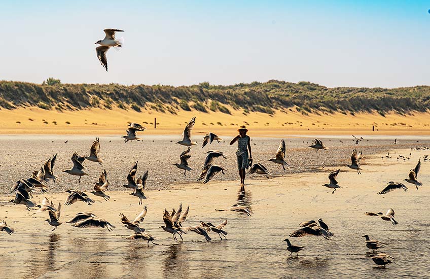 vogels op het strand rockanje