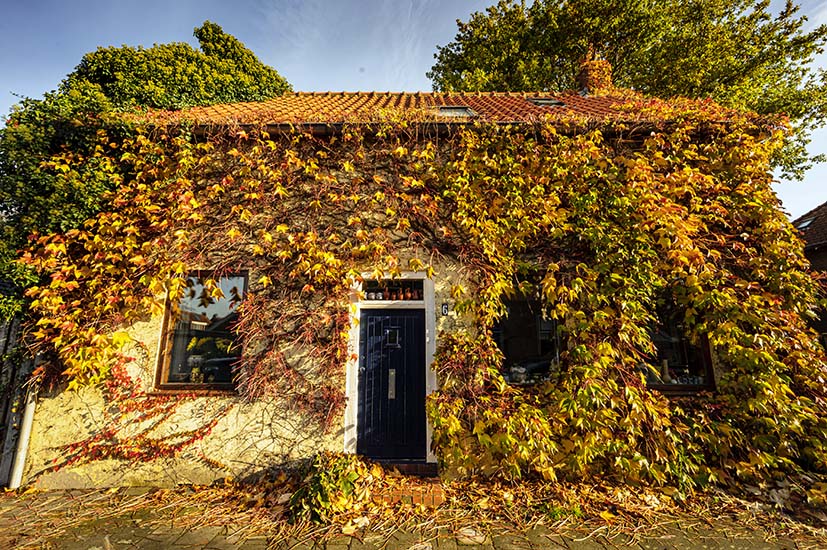 huisje onder klimop in ridderkerk